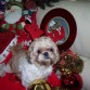 Navidades 2008